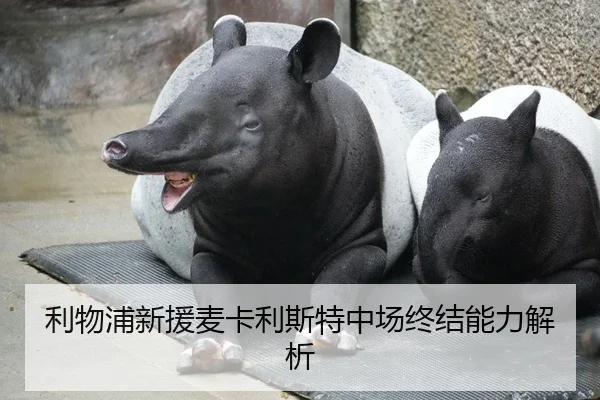 利物浦新援麦卡利斯特中场终结能力解析